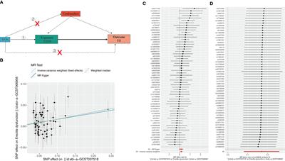 Type 2 diabetes mellitus and the risk of male infertility: a Mendelian randomization study